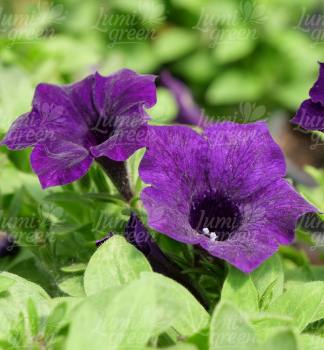 Obr�zok (7)