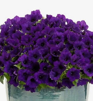 Petunie �SUPERTUNIA� MINI VISTA ULTRAMARINE�, Cont. 0,5 l
