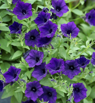Petunie �SUPERTUNIA� MINI VISTA ULTRAMARINE�, Cont. 0,5 l