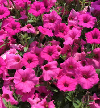 Petunie �SUPERTUNIA� MINI VISTA HOT PINK�, Cont. 0,5 l