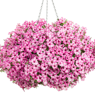 Petunie �SUPERTUNIA� MINI VISTA PINK STAR�, Cont. 0,5 l