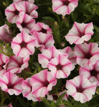 Petunie �SUPERTUNIA� MINI VISTA PINK STAR�, Cont. 0,5 l