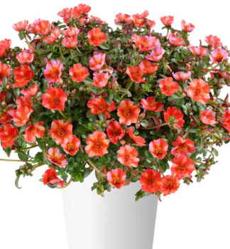 Portulakr�schen �MEGA PAZZAZ� TROPICAL TWIST�, Cont. 0,5 l