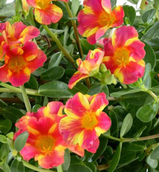 Portulakr�schen �MEGA PAZZAZ� TWIST PINK�, Cont. 0,5 l