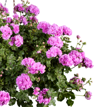 H�nge-Geranie �KITTY�, Cont. 0,5 l