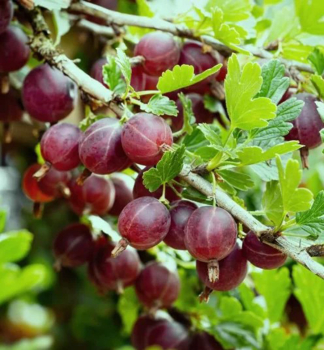 Stachelbeere (Strauch) �ACHILLES� 20-30 cm, Cont. 2 l