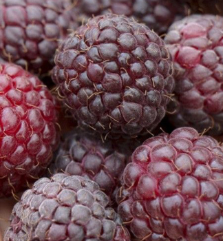 Himbeere �MALLING PASSION� 20-30 cm, Cont. 2 l