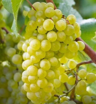 Kernlose Tafeltraube �CARATI� 30-40 cm, Cont. 2 l