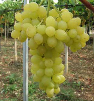Resistente Tafeltraube �REGAL SEEDLESS� 30-40 cm, Cont. 2 l