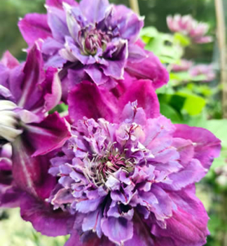 Clematis �BIRTHDAY GIRL� 40-50 cm, Cont. 2 l