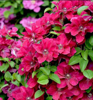 Clematis �ZOSIA� 40-50 cm, Cont. 2 l