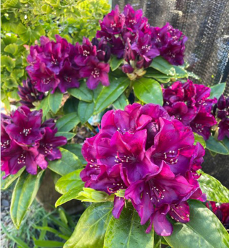 Rhododendron �POLARNACHT� 30-40 cm, Cont. 5 l