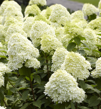 Rispenhortensie �MAGICAL MONT BLANC�� 30-40 cm, Cont. 2 l
