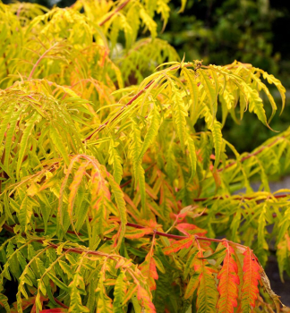 Essigbaum �TIGER EYES�� 40-50 cm, Cont. 5 l