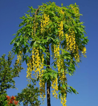 Goldregen �PENDULUM� auf Stamm 120 cm, Cont. 10 l