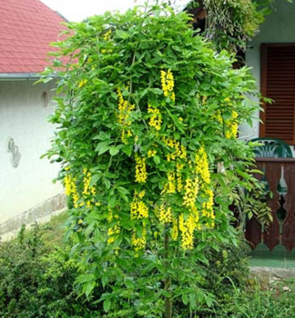Goldregen �PENDULUM� auf Stamm 120 cm, Cont. 10 l