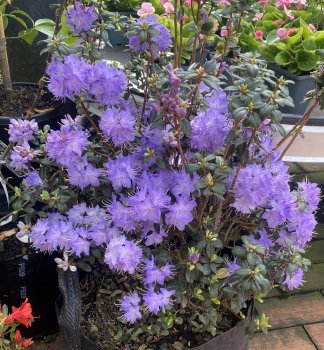 Rhododendron �BLUE DIAMOND� 20-30 cm, Cont. 1,3 l
