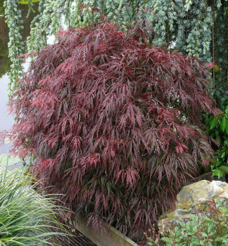 F�cherahorn �RED FEATHERS� auf Stamm 60 cm, Cont. 5 l