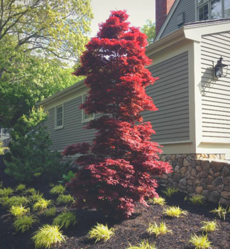 F�cherahorn �TWOMBLY�S RED SENTINEL� 40-50 cm, Cont. 3 l