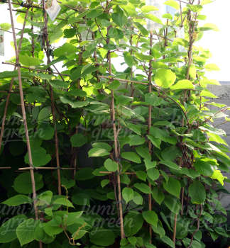 Obr�zok (6)