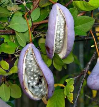 Dreibl�ttrige Akebie, 40-50 cm, Cont. 2 l