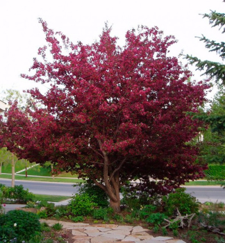 Zierapfelbaum ROYALTY 220-240 cm, kont. 15 l