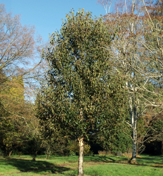 Kupfer-Birke �FASCINATION� 250-270 cm, Cont. 3 l