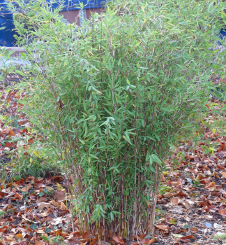 Bambus (Fargesia nitida) �GANSU� 90-100 cm, Cont. 5 l