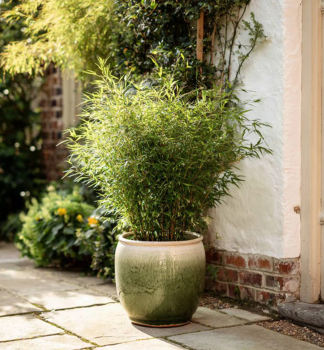 Bambus (Fargesia nitida) �GANSU� 50-60 cm, Cont. 5 l