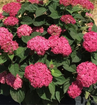 Ballhortensie �CANDYBELLE� SORBET� 30-40 cm, Cont. 4 l