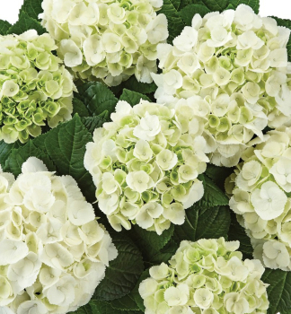 Bauern-Hortensie �ICE BOY��, Cont. 4 l