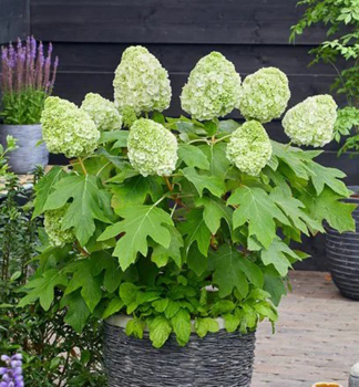 Eichenbl�ttrige Hortensie �TARA� 20-30 cm, Cont. 2 l