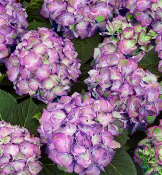 Bauern-Hortensie �SWEET LIPS PURPLE�, Cont. 4 l