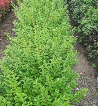 Ovalbl�ttrige Liguster �LITTLE GREEN DIAMOND� 15-20 cm, Cont. 1 l