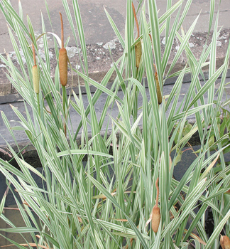 Breitbl�ttrige Rohrkolben �VARIEGATA�, Cont. 0,5 l