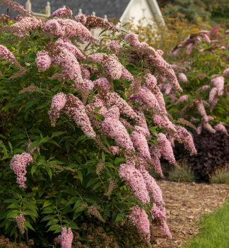 Sommerflieder �PINK CASCADE�� 15-20 cm, Cont. 2,5 l