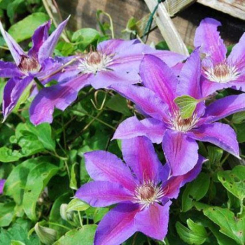 Clematis �ETOILE DE MALICORNE� 40-50 cm, Cont. 2 l