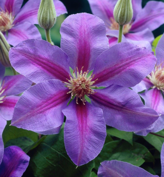 Clematis �ETOILE DE MALICORNE� 40-50 cm, Cont. 2 l