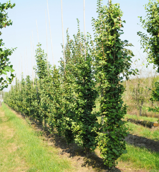 Ginkgobaum �OBELISK� 10-15 cm, Cont. 2,5 l