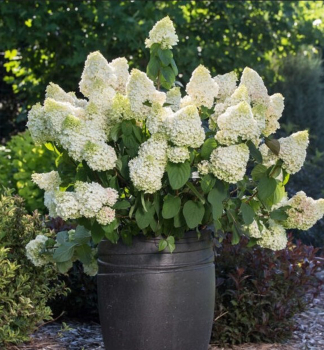 Rispenhortensie �LITTLE HOTTIE�� 20-30 cm, Cont. 3 l