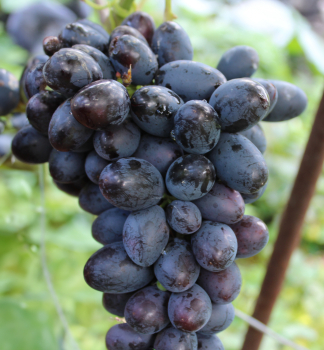 Tafeltraube �PAMJA� D�ENEVA� (AKADEMIK) wurzelball