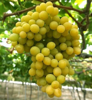 Resistente Tafeltraube �RATATOUILLE� wurzeball