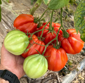 Tomate �ARALDINO F1� Cont. 0,5 l