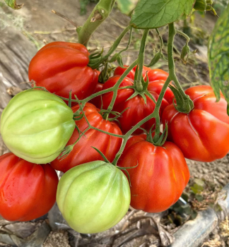 Tomate �ARALDINO F1� Cont. 0,5 l