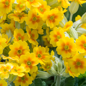 Primel 'LIME WITH ORANGE' Cont. 0,5 l