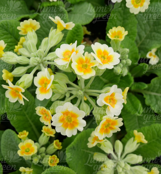 Obr�zok (7)
