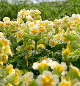 Obr�zok (8)