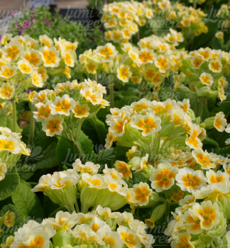 Obr�zok (9)