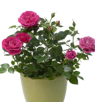 Zwergrose �PINK� 10-15 cm, Cont. 1,4 l