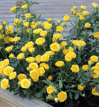 Zwergrose �YELLOW� 10-15 cm, Cont. 1,4 l